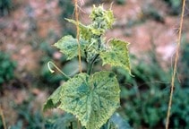 آشنایی با منابع آلودگی به آفات و بیماری‌ها در گلخانه (قسمت دوم)