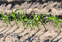 آشنایی با گاما و بتا آمینو بوتیریک اسید (قسمت سوم)