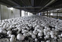 آشنایی با بیماری‌های مهم قارچ خوراکی دکمه‌ای (قسمت دوم)