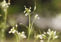 آشنایی با نیتریک‌اکسید و تنظیم‌ کننده‌های رشد دیگر (قسمت دوم)