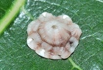 آشنایی با شپشک ستاره‌ای انجیر