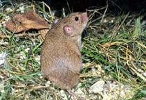 آشنایی با موش مغان