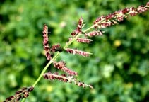 آشنایی با بهینه‌سازی کارایی علف‌کش‌ها (قسمت پنجم)