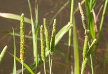 آشنایی با بهینه‌سازی کارایی علف‌کش‌ها (قسمت ششم)