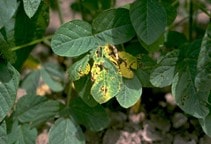 آشنایی با کیتوسان و اثر میکروب‌کشی و آفت‌کشی آن (قسمت اول)