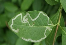 آشنایی با راهکارهای زراعی مدیریت آفات و بیماری‌ها در گلخانه (قسمت سوم)