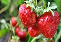 آشنایی با بيماری آنتراکنوز توت‌فرنگی