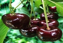 آشنایی با آفت مگس گیلاس