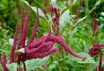 آشنایی با بهینه‌سازی کارایی علف‌کش‌ها (قسمت هفتم)