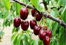 آشنایی با آفت سرخرطومی گیلاس