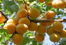 آشنایی با بیماری غربالی زردآلو