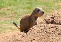 آشنایی با اصول مبارزه با جوندگان (قسمت اول)
