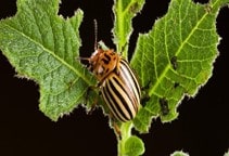 آشنایی با روش‌های کاربرد آفت‌کش‌ها در گلخانه 