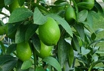 آشنایی با بیماری جاروک لیموترش