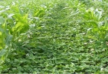 آشنایی با مالچ زنده (قسمت دوم)