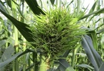 آشنایی با کیتوسان و اثر میکروب‌کشی و آفت‌کشی آن (قسمت سوم)