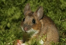 آشنایی با اصول مبارزه با جوندگان (قسمت دوم)