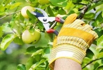 آشنایی با هرس درختان میوه