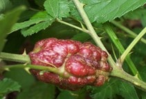 آشنایی با کیتوسان و اثر میکروب‌کشی و آفت‌کشی آن (قسمت چهارم)