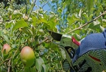 آشنایی با هرس درختان سیب (قسمت اول)