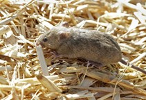 آشنایی با روش‌های مبارزه با جوندگان (قسمت اول)