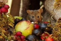 آشنایی با روش‌های مبارزه با جوندگان (قسمت دوم)