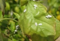 آشنایی با مسائل مهم در مبارزه شیمیایی در گلخانه‌ها (قسمت اول)