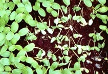 آشنایی با کیتوسان و اثر میکروب‌کشی و آفت‌کشی آن (قسمت پنجم)