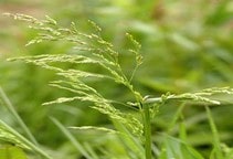 آشنایی با بهینه‌سازی کارایی علف‌کش‌ها (قسمت هشتم)