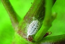 آشنایی با مسائل مهم در مبارزه شیمیایی در گلخانه‌ها (قسمت دوم)