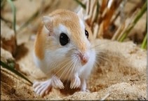 آشنایی با روش‌های مبارزه با جوندگان (قسمت سوم)