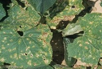 آشنایی با بیماری‌های خیار در گلخانه (قسمت اول)