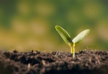 آشنایی با کیتوسان و اثر میکروب‌کشی و آفت‌کشی آن (قسمت ششم)