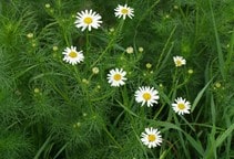 آشنایی با بهینه‌سازی کارایی علف‌کش‌ها (قسمت نهم)