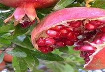 آشنایی با عارضه ترکیدگی میوه انار (قسمت اول)