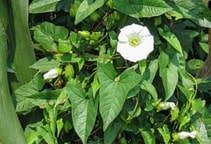 آشنایی با بهینه‌سازی کارایی علف‌کش‌ها (قسمت دهم)