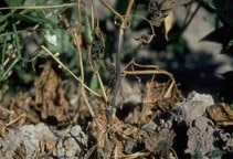 آشنایی با بیماری‌های خیار در گلخانه (قسمت سوم)