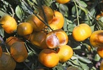 آشنایی با عارضه تنش گرمایی در مرکبات