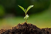 آشنایی با کیتوسان و اثر میکروب‌کشی و آفت‌کشی آن (قسمت نهم)