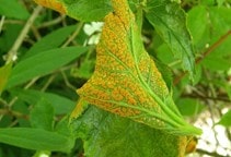 آشنایی با منابع آلودگی به آفات و بیماری‌ها در گلخانه (قسمت سوم)