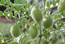 آشنایی با مصرف کود نیتروژن بصورت آغازگر در نخود دیم