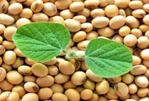 آشنایی با زراعت سویا (قسمت دوم)