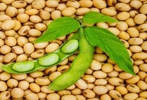 آشنایی با زراعت سویا (قسمت سوم)