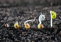 آشنایی با کیتوسان و اثر میکروب‌کشی و آفت‌کشی آن (قسمت دهم)