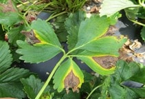 آشنایی با بیماری‌های توت‌فرنگی در گلخانه (قسمت دوم)