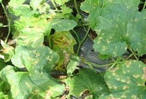 آشنایی با بیماری‌های خیار در گلخانه (قسمت ششم)