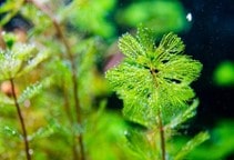 آشنایی با کنترل علف‌های هرز آبزی (قسمت سوم)