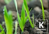 آشنایی با نقش پتاسيم در فيزيولوژي گياهان (قسمت اول)