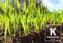 آشنایی با نقش پتاسيم در فيزيولوژي گياهان (قسمت سوم)