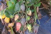 آشنایی با بیماری‌های توت‌فرنگی در گلخانه (قسمت سوم)